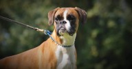 7 Truths About Living With a Boxer (It’s Not What You Think)