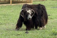 Woolly Yak Ranch preparing for pawpaw, persimmon season  