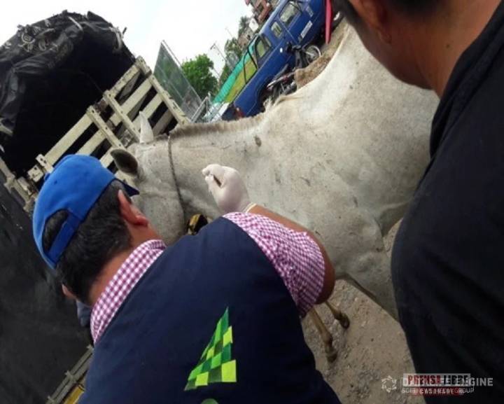 ICA atiende brotes de rabia de origen silvestre y encefalitis equina del este en Casanare