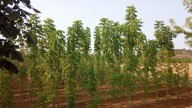 La Diputación de León ofrecerá árboles y plantas del vivero provincial a ayuntamientos y juntas vecinales