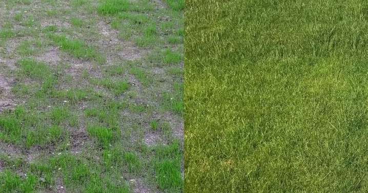 Gardeners rave over 'fast' lawn solution that transforms lifeless grass in '10 days'