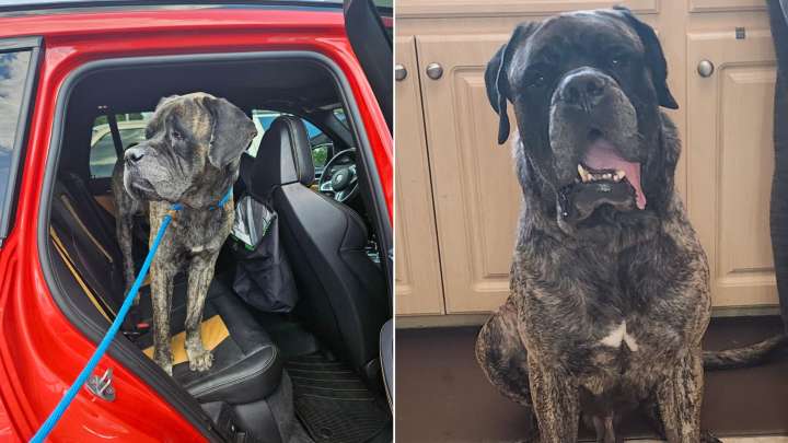 Adorable Dog Who Was Thrown Into A Lake By Florida Owner Made A Fantastic Transformation