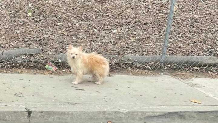 Pup Heartlessly Left Behind On California Freeway Waits In The Same Spot Hoping His Family Will Return