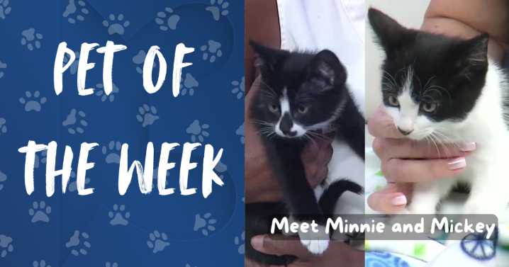 Pet(s) of the Week: Meet Mickey and Minnie!