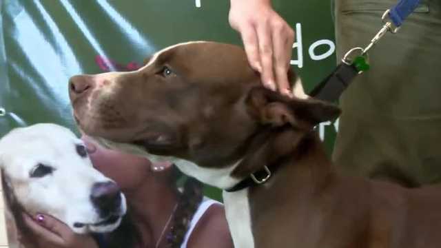Adoptable pets at Sumter County Animal Services