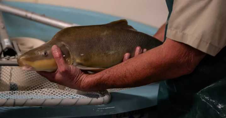 Razorback suckers: How lowering Lake Mohave helps this endangered fish species