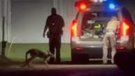 Loose kangaroo captured by Henderson County deputies