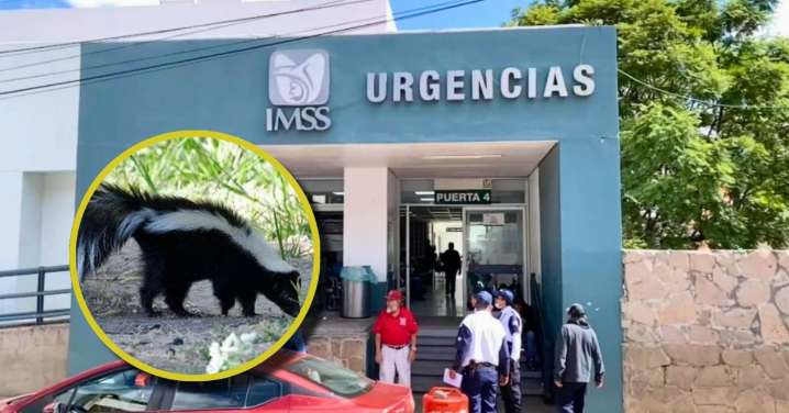 Muere adolescente tras presunto contagio de rabia por mordedura de zorrillo en Zacatecas