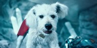 New 'Superman' Animated Short Film Features Krypto Saving the Day