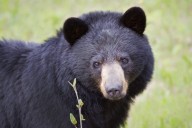 Police investigate black bear sighting in Rensselaer