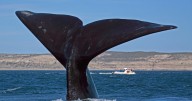 Cuál fue el récord de ballenas franca austral en la Patagonia