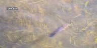 One year after reintroduction, Paddlefish are thriving in the Iowa Great Lakes
