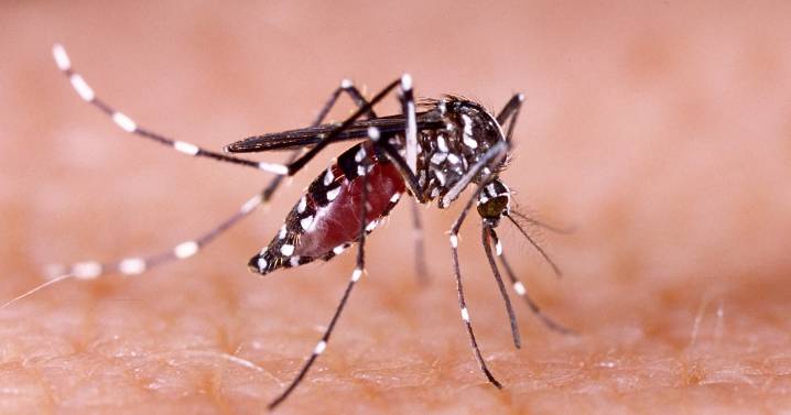 Las Vegas' growing mosquito problem is 'a ticking time bomb'