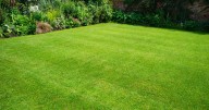 Lawns will be green and lush with 1 kitchen scrap added to grass before September