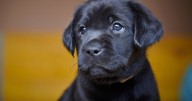 Fears 'gorgeous' dog wanting a home will be overlooked for heartbreaking reason