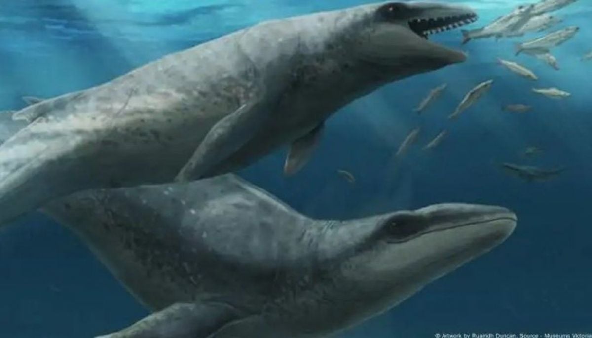 Depredador "adorable": hallan ballena dentada en Australia