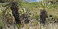 Minambiente apela fallo sobre Santurbán para precisar alcances de su protección como sujeto de derechos