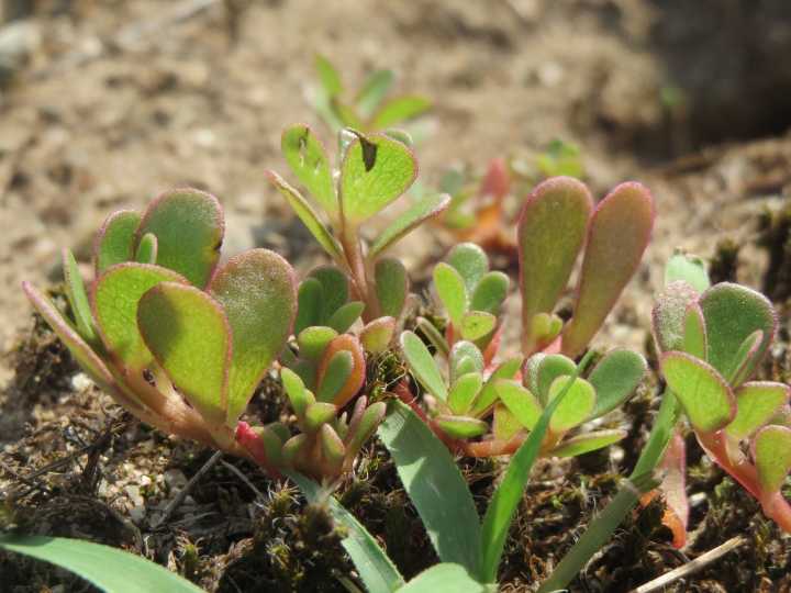 Verdolaga silvestre: cómo usar la planta "lengua de gato" para proteger el corazón y los huesos