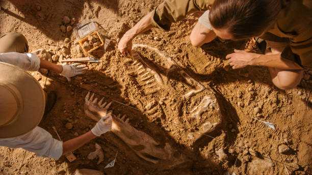 Desde 2026 Chile impartirá Paleontología como carrera por primera vez: ¿Dónde y cómo se podrá estudiar?