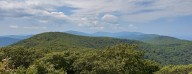 US Plan to Revamp Forest Protections Panned for Focus on Logging