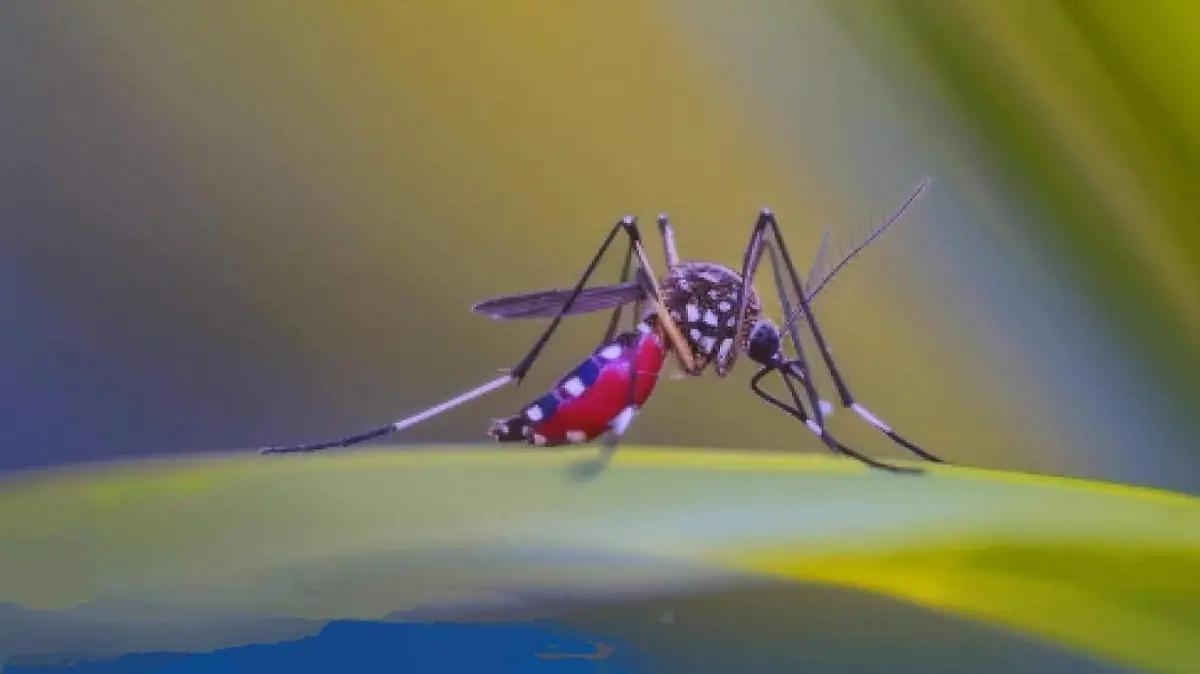 Descarta SSE dos fallecimientos a causa del dengue en la entidad; solo hay un deceso confirmado