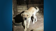 About 65 dogs in need of care rescued from 'hoarding situation,' Leander shelter says