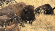 Meet Thunder & Lightning, The Bulls That Lead Wyoming’s Iconic State Bison Herd