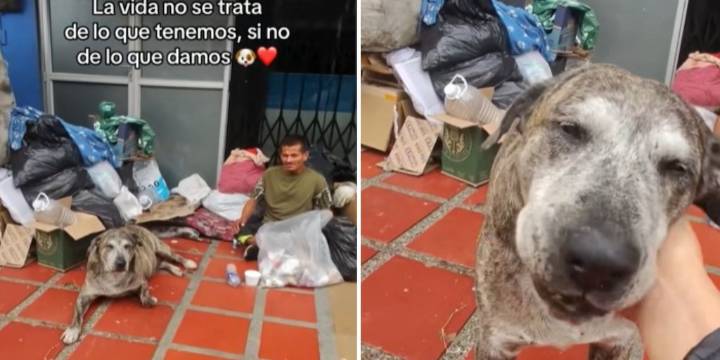 Pareja ofrece alimento, cama, casa y abrigo a perros de habitantes de calle en Medellín