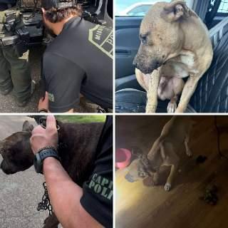 STEPPING UP TO SERVE: Capitol Police, Rescuers Save Dogs Discovered During Warrant Operation in Jackson