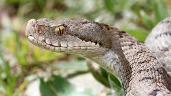 Padre e hijo mueren en el plazo de 72 horas por la mordedura de la misma serpiente