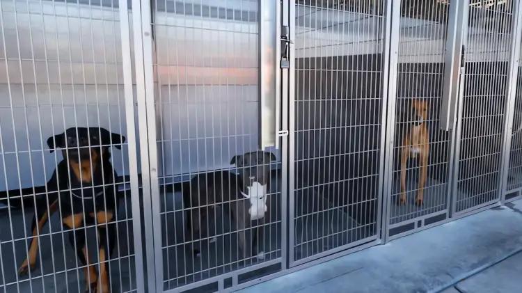 Refugios animales en EU colapsan por deportaciones: perros abandonados tras redadas