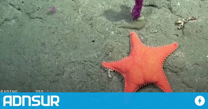 15:16 Revelaron la verdad oculta sobre la estrella “culona” que se viralizó en el streaming del CONICET