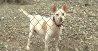 CMHS temporarily suspends dog intake due to dog viruses