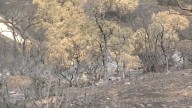 El Plan Infoex interviene en 50 incidentes en la última semana de peligro alto, 31 de ellos incendios forestales