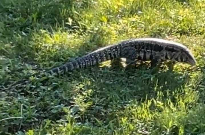 A large, dangerous lizard is loose in Old Town