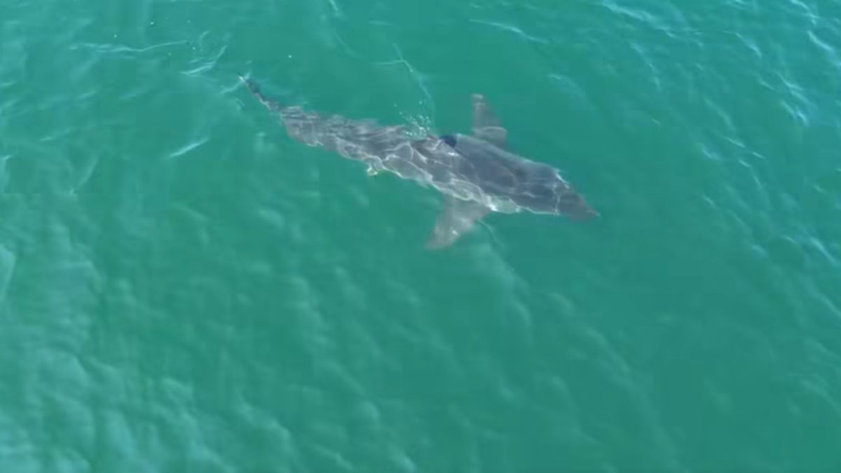 Scarborough Maine shark sighting prompts police to issue warning