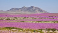 Atacama Desert Set To See Major Bloom Next Month, The First Since 2022