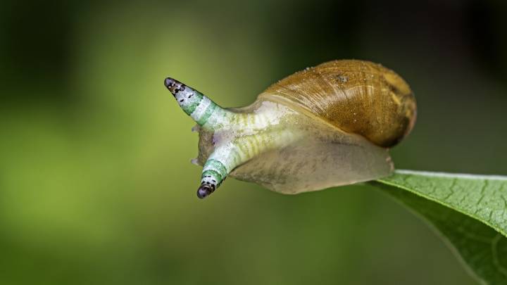 Zombie snails with Bryan Pfeiffer