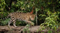 Formosa: la Justicia condenó a dos años de prisión a los cazadores furtivos del yaguareté