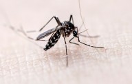 West Nile virus 2025: First human case reported in Lehigh Valley region