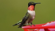 Fall migration: Everything you need to about feeding hummingbirds