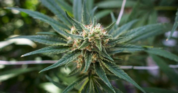 Cannabis stocks jump after Trump comments
