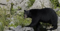 Black bear raiding tents in Bighorn Canyon NRA killed