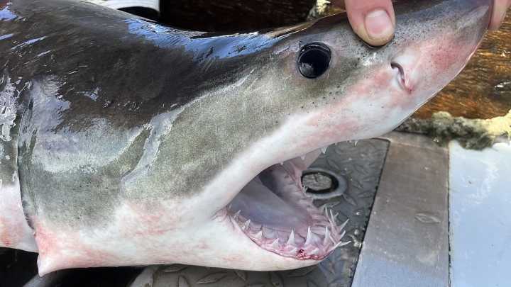 Atlantic Shark Insitute tags 4 great white sharks during summer 2025
