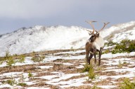 Climate change predicted to lead to global caribou decline