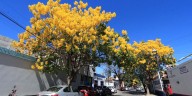 Cambio climático adelanta maduración, floración y cosecha