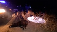Insólita persecución en Pinto: una pareja fue detenida con dos animales vacunos en el baúl del auto