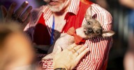 Photos of the World's Ugliest Dog Contest held in California