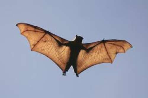 Bat encounters rise in McHenry County, health officials say