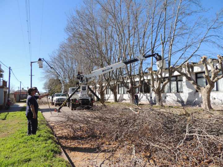 Por el Plan Director de Poda, trabajan frente a la Escuela Secundaria de Riestra